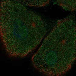 SKAP55 Antibody, Novus Biologicals:Antibodies:Primary Antibodies